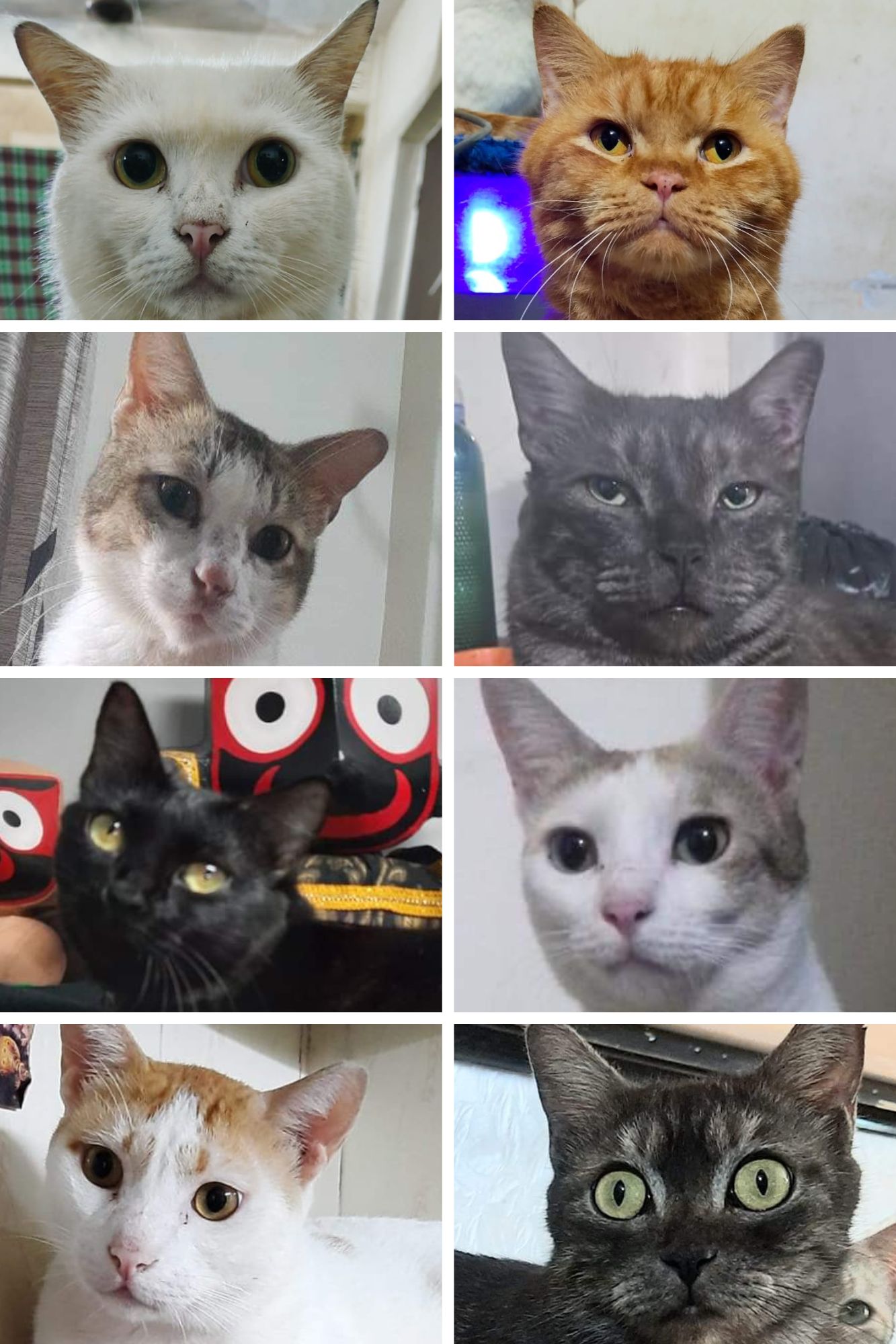 Dada, Billa, Dumroo, Raju, Shirin, Baby